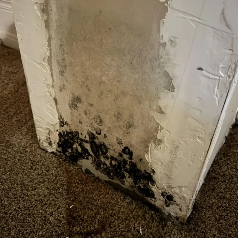 Professional Mold Removal in Ward County, TX